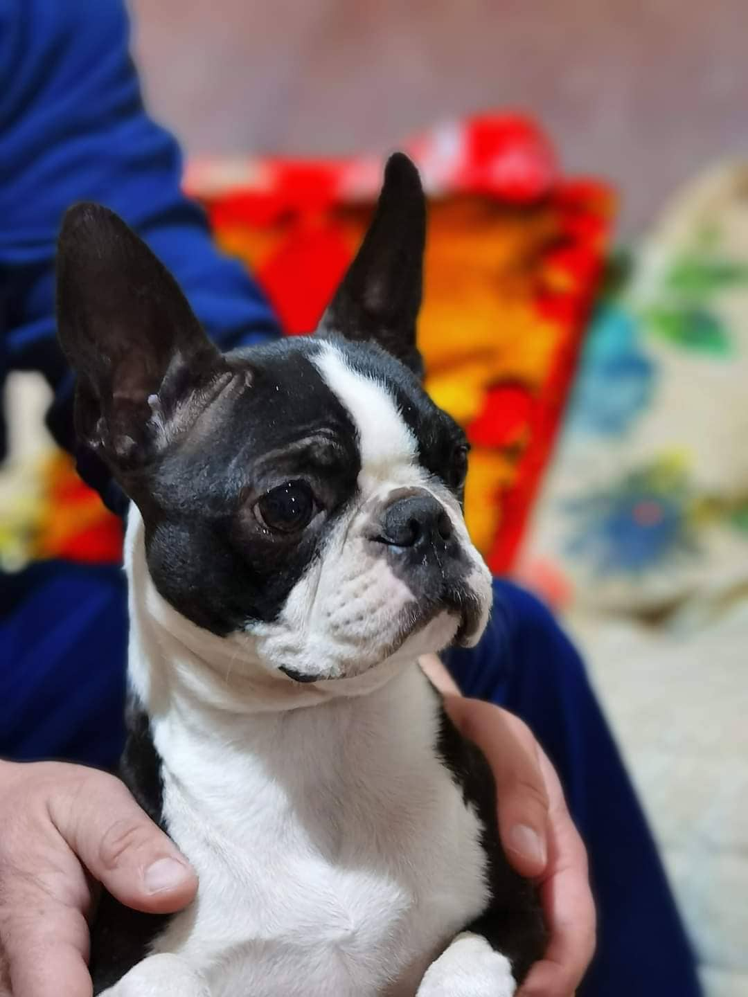 congratulations on your new Boston Terrier! - Diva Boston